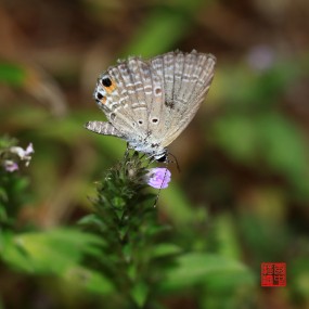【微距】琉璃灰蝶
