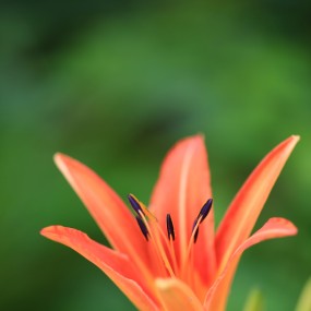 认识这是什么花吗