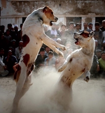 晨曦中的香格里拉