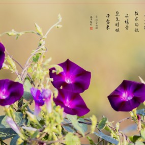 舞动的旋律——牵牛花