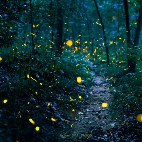 午夜精灵-萤火虫之夜