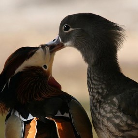 只羡鸳鸯不羡仙