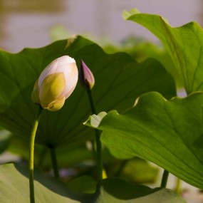 丰庆荷花-荷包篇