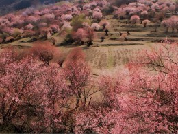 好嗨哦！感受世界第三极唯美的早春～