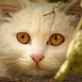 丝瓜棚里的猫咪