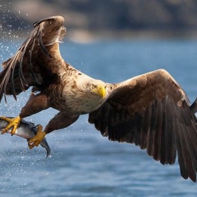 自然之美 100张精彩的鸟类摄影作品(1)