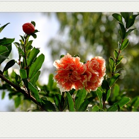 《习 拍》七 月 又 见 石 榴 花 儿