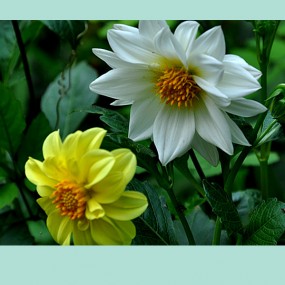 《习拍》如 梦 夏 花。。。。。