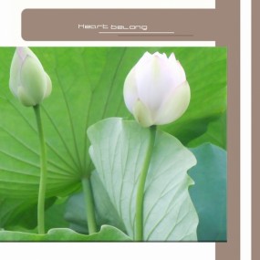 荷塘晨景俞清晨