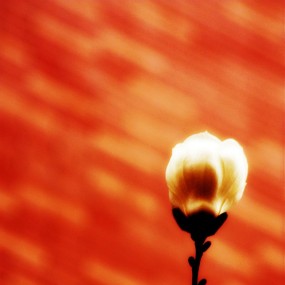 小花一组（后期严重制作）