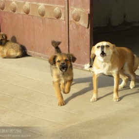 农家看门狗（现场实拍）