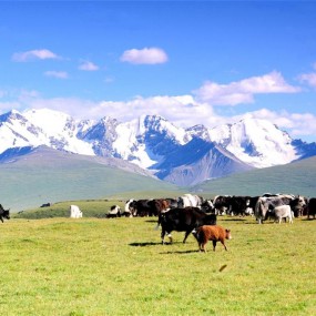 新疆巴音布鲁克草原