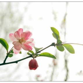 cosplay时，满眼的都是花儿