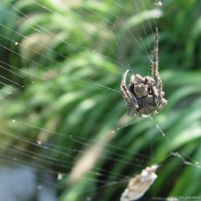蜘蛛_航海王基德