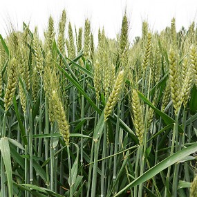 微风过前村  关中麦穗青