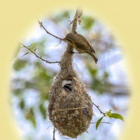 中华攀雀的故事——共筑爱巢