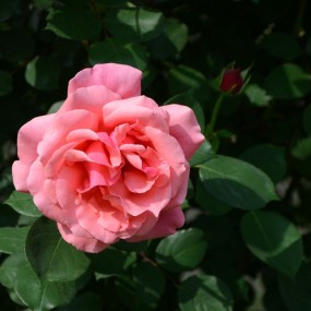 航天城中湖公园盛开的月季花