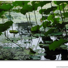 荷语_航海王基德