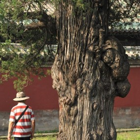 游天坛———古柏（二）