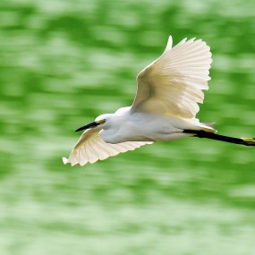 追焦抓住白鹭？