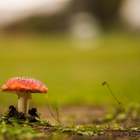 红蘑菇_航海王基德