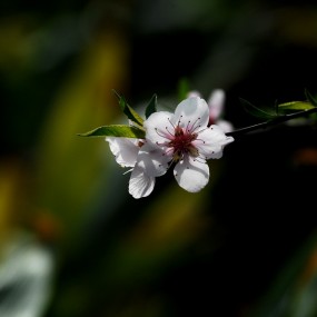 野生动物园随拍一组