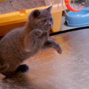 喵喵的快乐童年