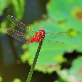 拍荷花时拍到的小蜻蜓
