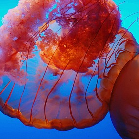 新兵蛋子献拙 水母