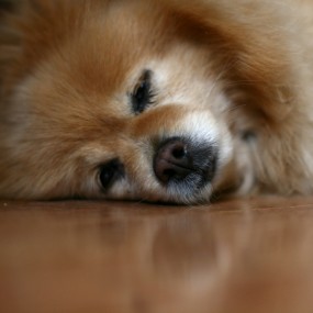 爱睡觉的小狗狗