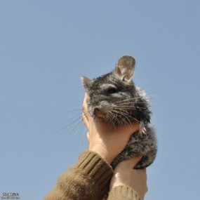 “名模”松松和貂、豚鼠、灰栗鼠