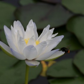 '荷塘系列-睡莲2