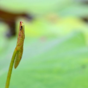 小荷才露尖尖角