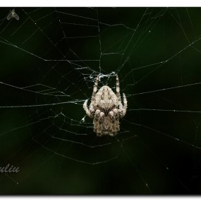 微距：蜘蛛和它的战利品