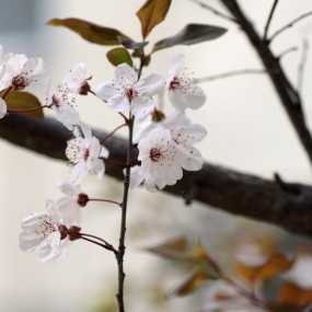 留住这个春天的瞬间