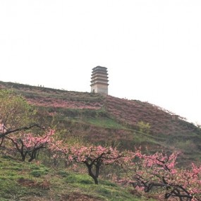 2011.4.16故乡桃花。。。。