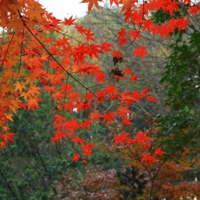钟山红叶