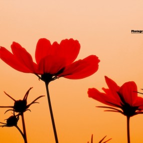 花花草草点缀心情