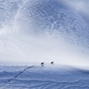 荷赛获奖作品《大漠狼行》