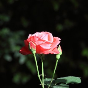 清晨阳光下的花朵