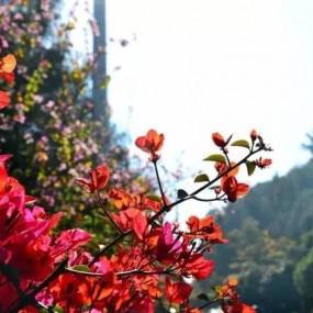 这才是厦门最值得去的地方，99%的人都错过了！