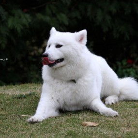 狗嘉年华---摩萨耶