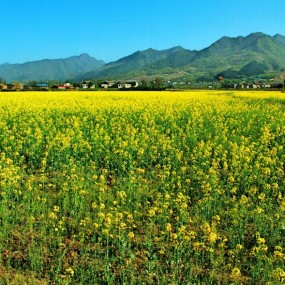 秦岭脚下油菜花