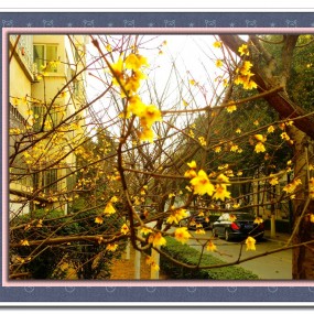 也拍腊梅花（三）