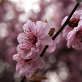 清明·小花朵朵