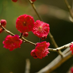 红梅花儿开绿梅花儿靓