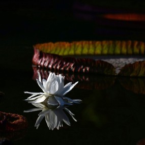 王者之气，君临天下