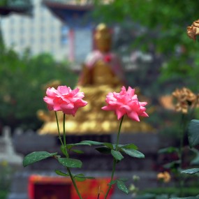 我是佛前的花儿