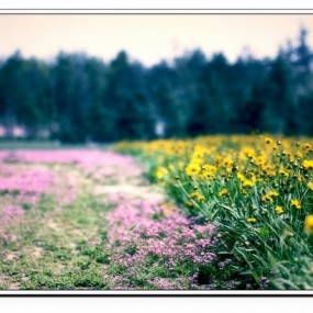 试用手动对焦——感觉是有点变化