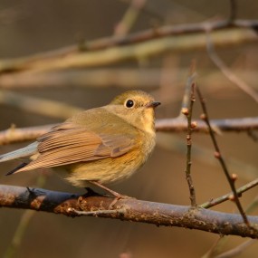 精灵的北红尾鸲